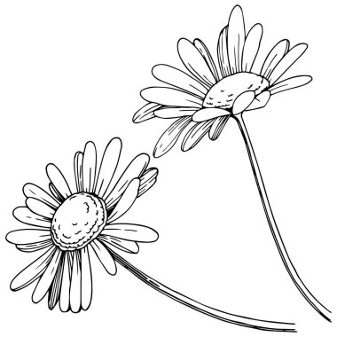 Daisy izole bir vektör tarzı. Bitki tam adı: Daisy. Arka plan, doku, sarıcı desen, çerçeve veya kenarlık için vektör çiçek.