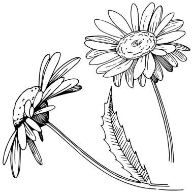 Daisy izole bir vektör tarzı. Bitki tam adı: Daisy. Arka plan, doku, sarıcı desen, çerçeve veya kenarlık için vektör çiçek.