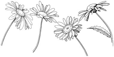 Daisy izole bir vektör tarzı. Bitki tam adı: Daisy. Arka plan, doku, sarıcı desen, çerçeve veya kenarlık için vektör çiçek.