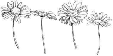 Daisy izole bir vektör tarzı. Bitki tam adı: Daisy. Arka plan, doku, sarıcı desen, çerçeve veya kenarlık için vektör çiçek.