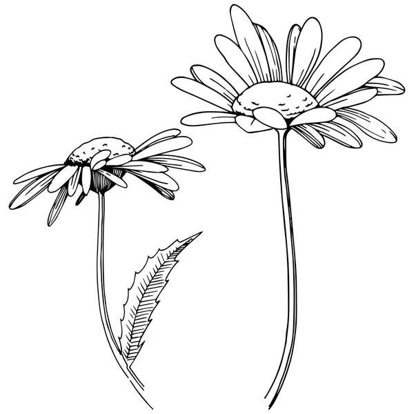 Μαργαρίτα Ένα Στυλ Διάνυσμα Απομονωμένη Πλήρης Ονομασία Του Φυτού Μαργαρίτα — Διανυσματικό Αρχείο