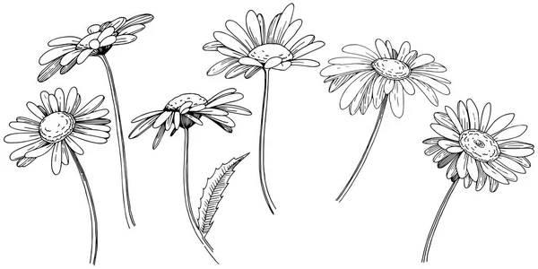 Marguerite Dans Style Vectoriel Isolé Nom Complet Plante Daisy Fleur — Image vectorielle