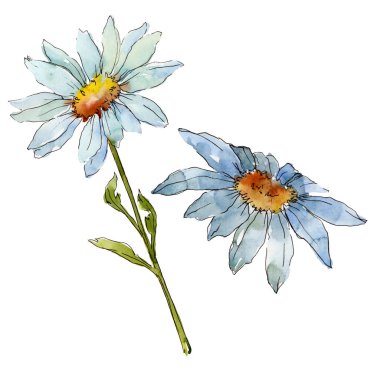 Kır çiçeği daisy. Botanik çiçek. Vahşi bahar yaprak izole kır çiçeği. Arka plan, doku, sarıcı desen, çerçeve veya kenarlık için Aquarelle kır çiçeği.