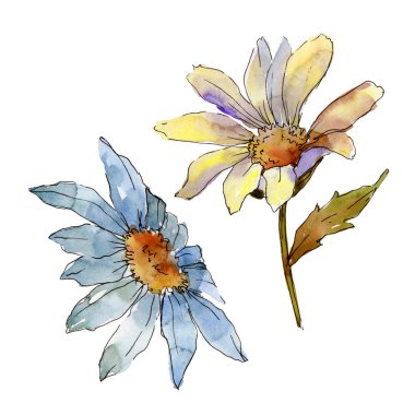 Kır çiçeği daisy. Botanik çiçek. Vahşi bahar yaprak izole kır çiçeği. Arka plan, doku, sarıcı desen, çerçeve veya kenarlık için Aquarelle kır çiçeği.