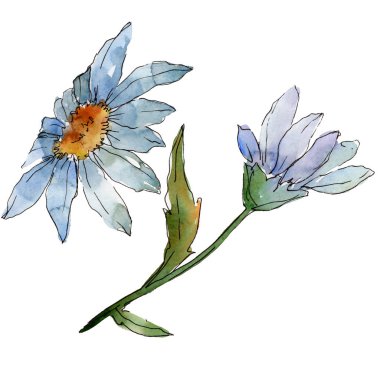 Kır çiçeği daisy. Botanik çiçek. Vahşi bahar yaprak izole kır çiçeği. Arka plan, doku, sarıcı desen, çerçeve veya kenarlık için Aquarelle kır çiçeği.