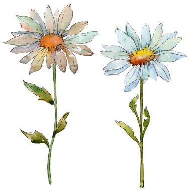 Kır çiçeği daisy. Botanik çiçek. Vahşi bahar yaprak izole kır çiçeği. Arka plan, doku, sarıcı desen, çerçeve veya kenarlık için Aquarelle kır çiçeği.