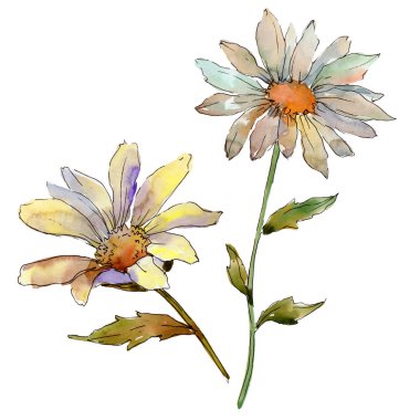Kır çiçeği daisy. Botanik çiçek. Vahşi bahar yaprak izole kır çiçeği. Arka plan, doku, sarıcı desen, çerçeve veya kenarlık için Aquarelle kır çiçeği.