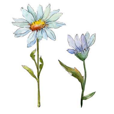 Kır çiçeği daisy. Botanik çiçek. Vahşi bahar yaprak izole kır çiçeği. Arka plan, doku, sarıcı desen, çerçeve veya kenarlık için Aquarelle kır çiçeği.
