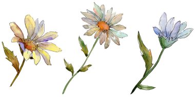 Kır çiçeği daisy. Botanik çiçek. Vahşi bahar yaprak izole kır çiçeği. Arka plan, doku, sarıcı desen, çerçeve veya kenarlık için Aquarelle kır çiçeği.