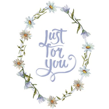 Kır çiçeği daisy. Botanik çiçek. Çerçeve kenarlığı süsleme Meydanı. Arka plan, doku, sarıcı desen, çerçeve veya kenarlık için Aquarelle kır çiçeği.