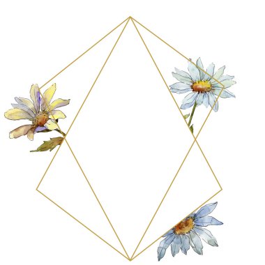 Kır çiçeği daisy. Botanik çiçek. Çerçeve kenarlığı süsleme Meydanı. Arka plan, doku, sarıcı desen, çerçeve veya kenarlık için Aquarelle kır çiçeği.