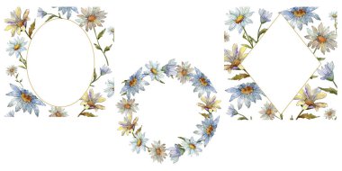 Kır çiçeği daisy. Botanik çiçek. Çerçeve kenarlığı süsleme Meydanı. Arka plan, doku, sarıcı desen, çerçeve veya kenarlık için Aquarelle kır çiçeği.