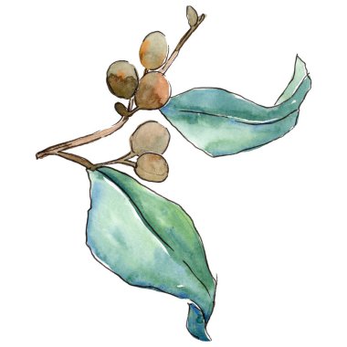 İğde izole bir suluboya tarzında bırakır. Aquarelle yaprak için arka plan, doku, sarıcı desen, çerçeve veya kenarlık.