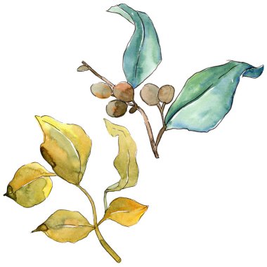 İğde izole bir suluboya tarzında bırakır. Aquarelle yaprak için arka plan, doku, sarıcı desen, çerçeve veya kenarlık.