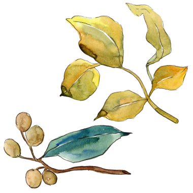 İğde izole bir suluboya tarzında bırakır. Aquarelle yaprak için arka plan, doku, sarıcı desen, çerçeve veya kenarlık.