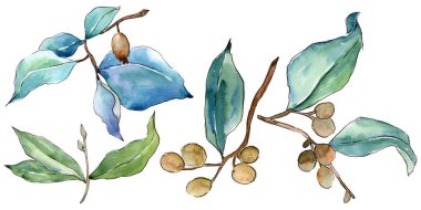 İğde izole bir suluboya tarzında bırakır. Aquarelle yaprak için arka plan, doku, sarıcı desen, çerçeve veya kenarlık.