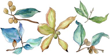 İğde izole bir suluboya tarzında bırakır. Aquarelle yaprak için arka plan, doku, sarıcı desen, çerçeve veya kenarlık.