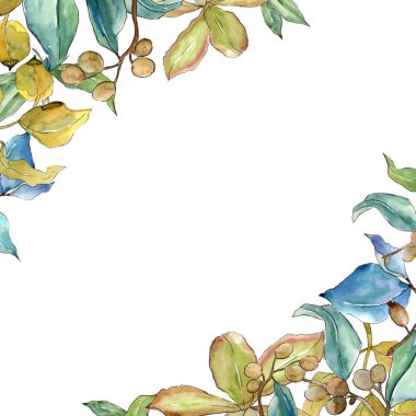 İğde suluboya tarzında bırakır. Çerçeve kenarlığı süsleme Meydanı. Aquarelle yaprak için arka plan, doku, sarıcı desen, çerçeve veya kenarlık.