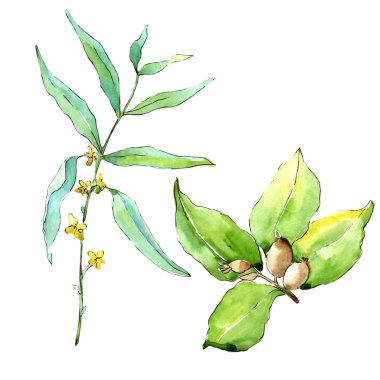 İğde izole bir suluboya tarzında bırakır. Aquarelle yaprak için arka plan, doku, sarıcı desen, çerçeve veya kenarlık.