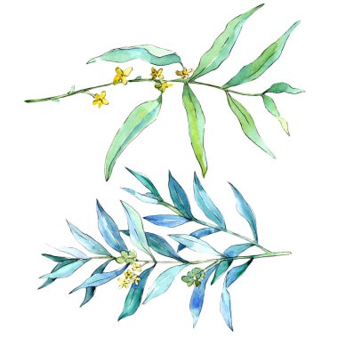 İğde izole bir suluboya tarzında bırakır. Aquarelle yaprak için arka plan, doku, sarıcı desen, çerçeve veya kenarlık.