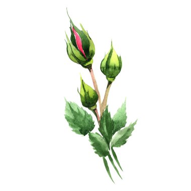 Kırmızı hibrid yükseldi. Botanik çiçek. Vahşi bahar yaprak izole kır çiçeği. Arka plan, doku, sarıcı desen, çerçeve veya kenarlık için Aquarelle kır çiçeği.