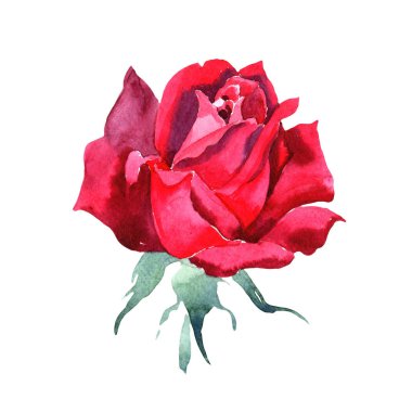 Kırmızı hibrid yükseldi. Botanik çiçek. Vahşi bahar yaprak izole kır çiçeği. Arka plan, doku, sarıcı desen, çerçeve veya kenarlık için Aquarelle kır çiçeği.