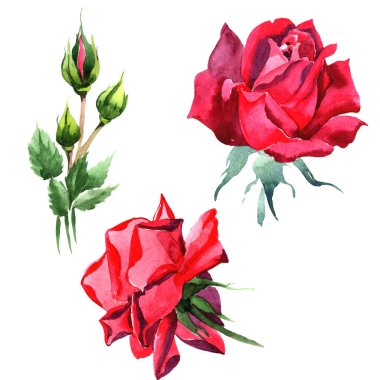 Kırmızı hibrid yükseldi. Botanik çiçek. Vahşi bahar yaprak izole kır çiçeği. Arka plan, doku, sarıcı desen, çerçeve veya kenarlık için Aquarelle kır çiçeği.