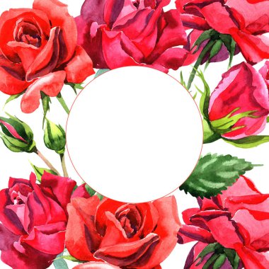 Kırmızı hibrid yükseldi. Botanik çiçek. Çerçeve kenarlığı süsleme Meydanı. Arka plan, doku, sarıcı desen, çerçeve veya kenarlık için Aquarelle kır çiçeği.