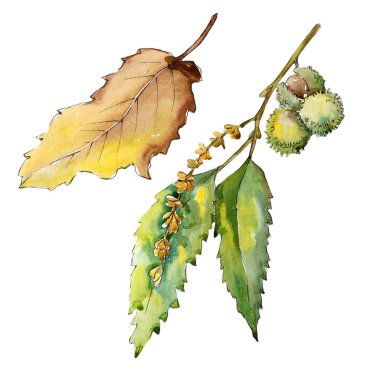 Tatlı kestane izole bir suluboya tarzında bırakır. Aquarelle yaprak için arka plan, doku, sarıcı desen, çerçeve veya kenarlık.