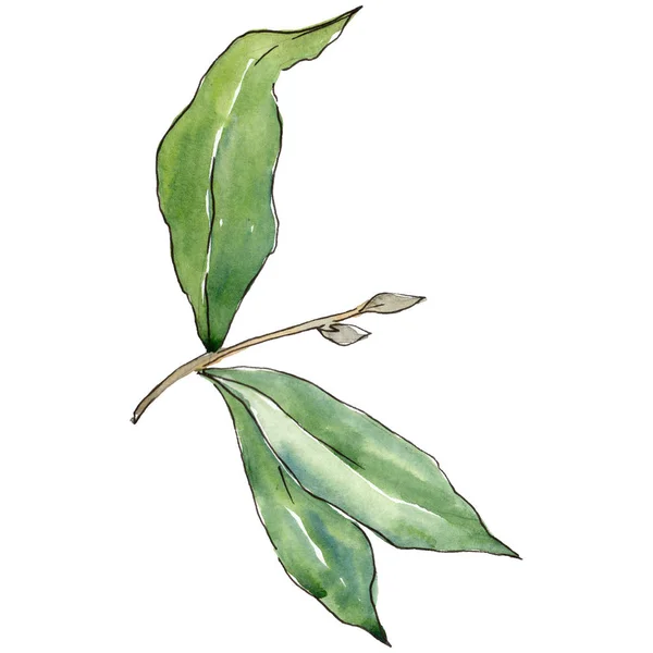 Elaeagnus Deixa Estilo Aquarela Isolado Folha Aquarelle Para Fundo Textura — Fotografia de Stock