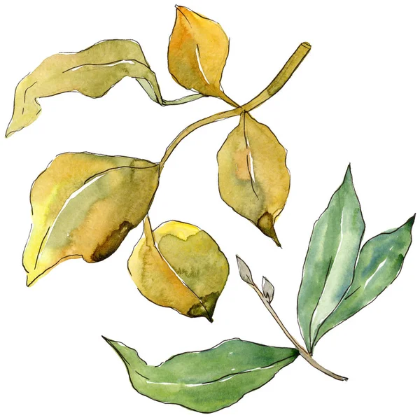 Elaeagnus Deixa Estilo Aquarela Isolado Folha Aquarelle Para Fundo Textura — Fotografia de Stock