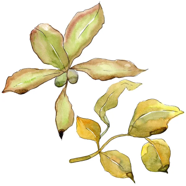 Σκληραγωγημένα Φύλλα Στυλ Υδροχρώματος Απομονωμένη Φύλλα Ακουαρέλας Για Φόντο Υφή — Φωτογραφία Αρχείου