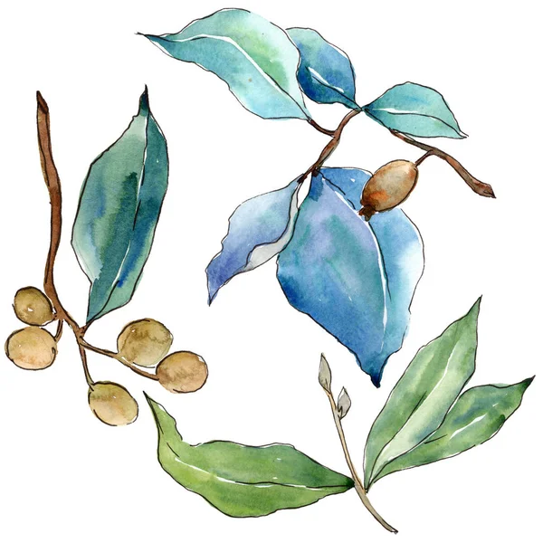 Elaeagnus Deixa Estilo Aquarela Isolado Folha Aquarelle Para Fundo Textura — Fotografia de Stock