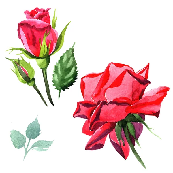 Róża Czerwona Hybryda Botaniczny Kwiat Kwiatowy Wiosna Dzikiego Wildflower Liść — Zdjęcie stockowe