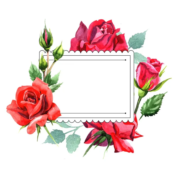 Red hybrid rose. Floral botanical flower.Frame border ornament square. Aquarelle wildflower for background, texture, wrapper pattern, frame or border.