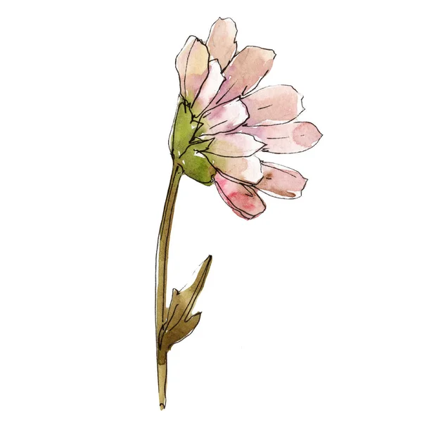 Pembe Daisy Botanik Çiçek Vahşi Bahar Yaprak Izole Kır Çiçeği — Stok fotoğraf