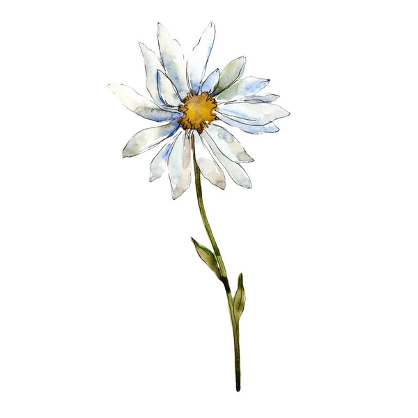 Margarida Branca Floral Flor Botânica Folha Selvagem Primavera Wildflower Isolado — Fotografia de Stock