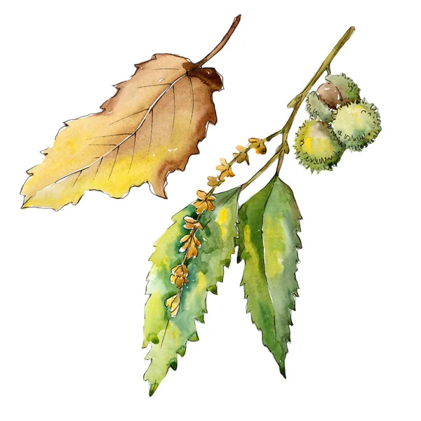 Γλυκό Κάστανο Φύλλα Στυλ Υδροχρώματος Απομονωμένη Φύλλα Ακουαρέλας Για Φόντο — Φωτογραφία Αρχείου