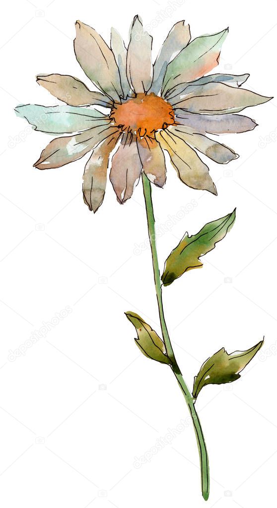 Wildflower daisy. Floral botanical flower. Wild spring leaf wildflower isolated. Aquarelle wildflower for background, texture, wrapper pattern, frame or border.