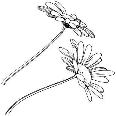 Daisy izole bir vektör tarzı. Bitki tam adı: Daisy. Arka plan, doku, sarıcı desen, çerçeve veya kenarlık için vektör çiçek.