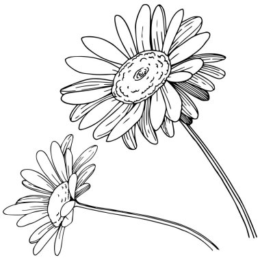 Daisy izole bir vektör tarzı. Bitki tam adı: Daisy. Arka plan, doku, sarıcı desen, çerçeve veya kenarlık için vektör çiçek.