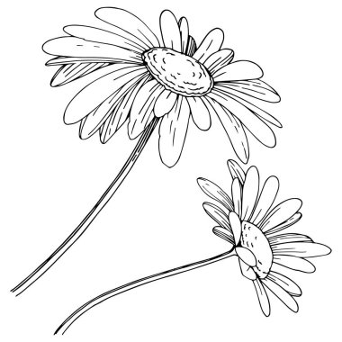 Daisy izole bir vektör tarzı. Bitki tam adı: Daisy. Arka plan, doku, sarıcı desen, çerçeve veya kenarlık için vektör çiçek.