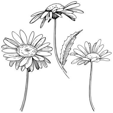 Daisy izole bir vektör tarzı. Bitki tam adı: Daisy. Arka plan, doku, sarıcı desen, çerçeve veya kenarlık için vektör çiçek.