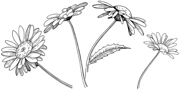 分離ベクトル スタイルでデイジー 植物の完全な名前 デイジー テクスチャ ラッパー パターン 枠や図面枠のベクターの花 — ストックベクタ