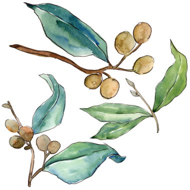 İğde izole bir suluboya tarzında bırakır. Aquarelle yaprak için arka plan, doku, sarıcı desen, çerçeve veya kenarlık.