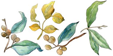 İğde izole bir suluboya tarzında bırakır. Aquarelle yaprak için arka plan, doku, sarıcı desen, çerçeve veya kenarlık.