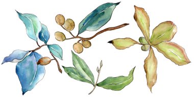 İğde izole bir suluboya tarzında bırakır. Aquarelle yaprak için arka plan, doku, sarıcı desen, çerçeve veya kenarlık.