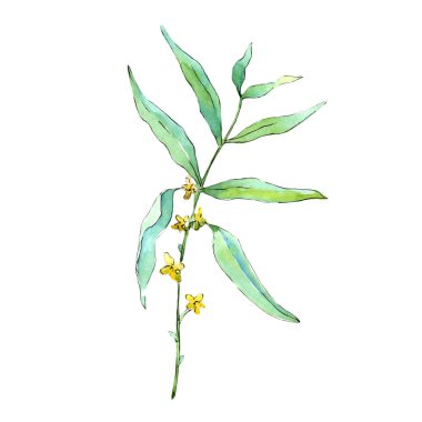 İğde izole bir suluboya tarzında bırakır. Aquarelle yaprak için arka plan, doku, sarıcı desen, çerçeve veya kenarlık.