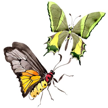 Nadir kelebekler vahşi böcek izole bir suluboya tarzında. Aquarelle vahşi böcek arka plan, doku, sarıcı desen veya dövme için.