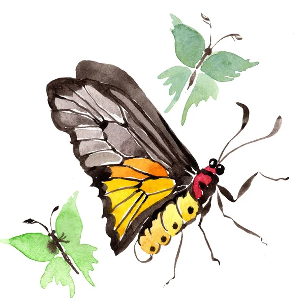 Σπάνιες Πεταλούδες Άγριων Εντόμων Στυλ Υδροχρώματος Απομονωμένη Ακουαρέλα Άγρια Έντομα — Φωτογραφία Αρχείου